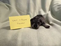 Salt and pepper F, a female Miniature Schnauzer for sale in Meadville, PA – 2 of 4