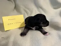 Black and silver F, a female Miniature Schnauzer for sale in Meadville, PA – 5 of 5