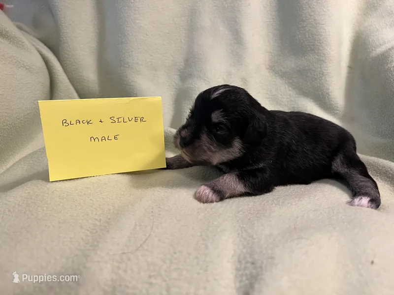 Male black and silver – Miniature Schnauzer puppy for sale in Meadville, PA