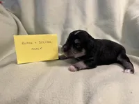 Male black and silver, a female Miniature Schnauzer for sale in Meadville, PA – 1 of 4