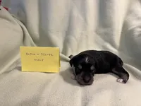 Male black and silver, a female Miniature Schnauzer for sale in Meadville, PA – 4 of 4