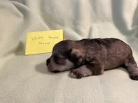 Liver pepper F2, a female Miniature Schnauzer for sale in Meadville, PA – 3 of 5