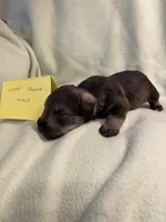 Liver pepper male, a female Miniature Schnauzer for sale in Meadville, PA – 2 of 2