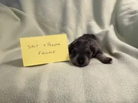 Salt and pepper F, a female Miniature Schnauzer for sale in Meadville, PA – 3 of 4