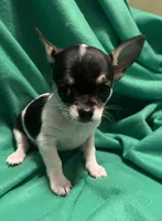 Female #2, a female Chihuahua for sale in Meadville, PA – 1 of 3