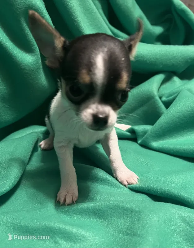 Female #1 – Chihuahua puppy for sale in Meadville, PA