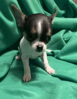 Female #1, a female Chihuahua for sale in Meadville, PA – 1 of 3