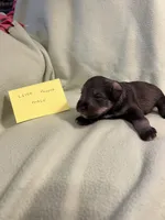 Liver pepper F 1, a female Miniature Schnauzer for sale in Meadville, PA – 2 of 6