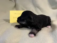 Black and silver F, a female Miniature Schnauzer for sale in Meadville, PA – 3 of 5