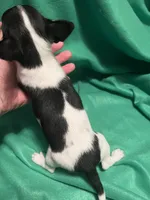 Female #2, a female Chihuahua for sale in Meadville, PA – 3 of 3