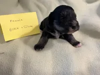 Black and silver F, a female Miniature Schnauzer for sale in Meadville, PA – 4 of 5