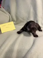 Liver pepper male, a female Miniature Schnauzer for sale in Meadville, PA – 1 of 2