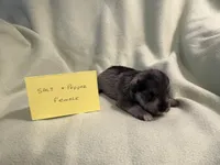 Salt and pepper F, a female Miniature Schnauzer for sale in Meadville, PA – 1 of 4