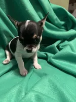Female #2, a female Chihuahua for sale in Meadville, PA – 2 of 3