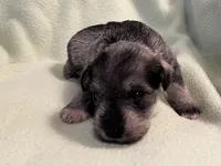 Liver pepper F2, a female Miniature Schnauzer for sale in Meadville, PA – 2 of 5