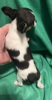 Female #1, a female Chihuahua for sale in Meadville, PA – 2 of 3