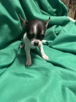 Female #1, a female Chihuahua for sale in Meadville, PA – 3 of 3