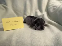 Salt and pepper F, a female Miniature Schnauzer for sale in Meadville, PA – 4 of 4