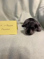 Liver pepper F 1, a female Miniature Schnauzer for sale in Meadville, PA – 6 of 6