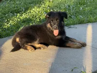 Peach, a female German Shepherd Dog for sale in Hallsville, MO – 5 of 7