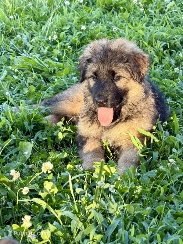 Cherry – German Shepherd Dog puppy for sale in Hallsville, MO