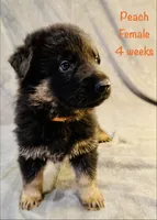 Peach, a female German Shepherd Dog for sale in Hallsville, MO – 2 of 7