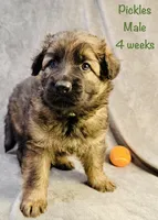 Pickles, a female German Shepherd Dog for sale in Hallsville, MO – 3 of 5