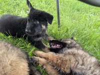 Peach, a female German Shepherd Dog for sale in Hallsville, MO – 7 of 7
