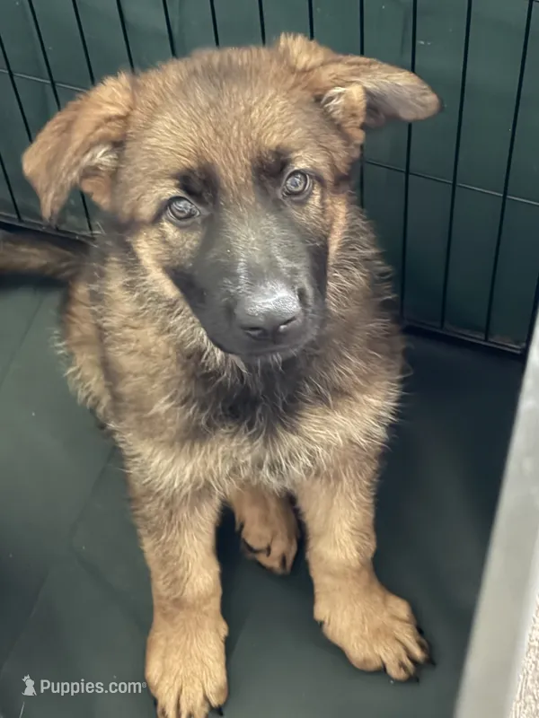 Plum – German Shepherd Dog puppy for sale in Hallsville, MO