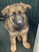 Plum, a female German Shepherd Dog for sale in Hallsville, MO – 1 of 5