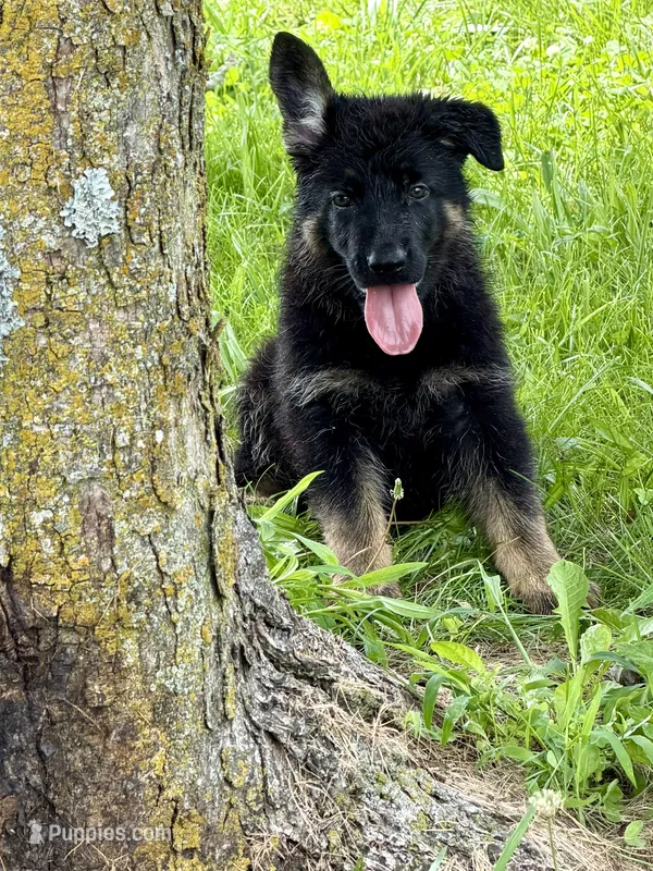 Peach – German Shepherd Dog puppy for sale in Hallsville, MO
