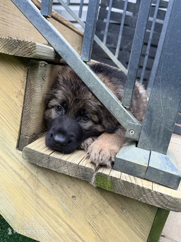Pickles – German Shepherd Dog puppy for sale in Hallsville, MO