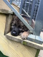 Pickles, a female German Shepherd Dog for sale in Hallsville, MO – 1 of 5