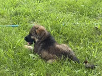 Pickles, a female German Shepherd Dog for sale in Hallsville, MO – 5 of 5