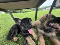 Peach, a female German Shepherd Dog for sale in Hallsville, MO – 4 of 7