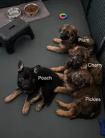 Peach, a female German Shepherd Dog for sale in Hallsville, MO – 6 of 7