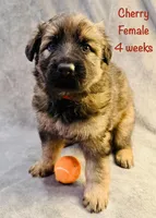 Cherry, a female German Shepherd Dog for sale in Hallsville, MO – 2 of 3