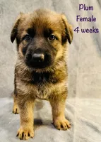 Plum, a female German Shepherd Dog for sale in Hallsville, MO – 2 of 5