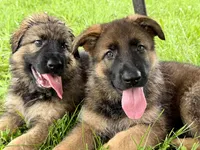 Plum, a female German Shepherd Dog for sale in Hallsville, MO – 3 of 5