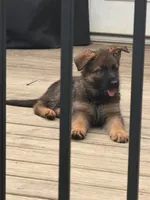 Plum, a female German Shepherd Dog for sale in Hallsville, MO – 5 of 5