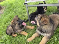 Plum, a female German Shepherd Dog for sale in Hallsville, MO – 4 of 5