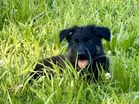 Peach, a female German Shepherd Dog for sale in Hallsville, MO – 3 of 7