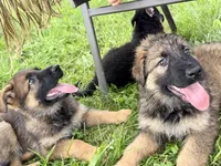 Pickles, a female German Shepherd Dog for sale in Hallsville, MO – 4 of 5