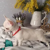 Joy, a female Chihuahua for sale in New York, NY – Photo 2 of 2