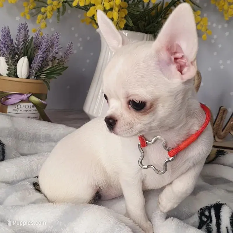 Joy – Chihuahua puppy for sale in New York, NY