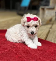 Lammie, a female Maltipoo for sale in Gloster, MS – Photo 5 of 9