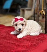 Lammie, a female Maltipoo for sale in Gloster, MS – Photo 8 of 9