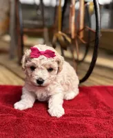 Lammie, a female Maltipoo for sale in Gloster, MS – Photo 9 of 9