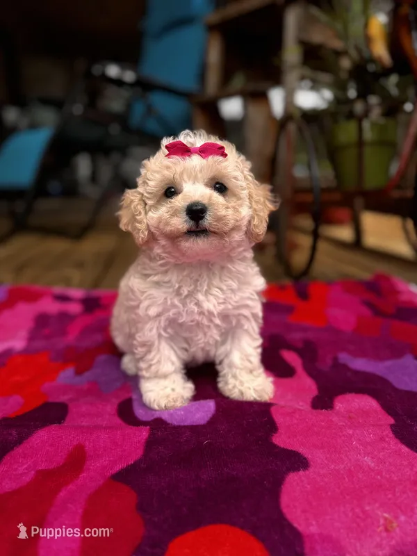 Lammie – Maltipoo puppy for sale in Gloster, MS