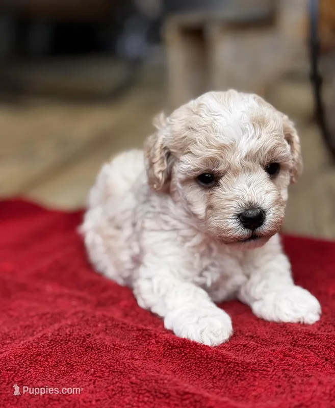 Lammie – Maltipoo puppy for sale in Gloster, MS